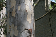 Eucalyptus tereticornis